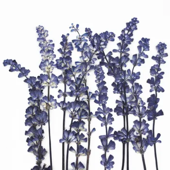 1000 бр. на оригиналния цвят, градински чай, на стъблата, изсушени пресовани цветя листа за декорация на стъкло